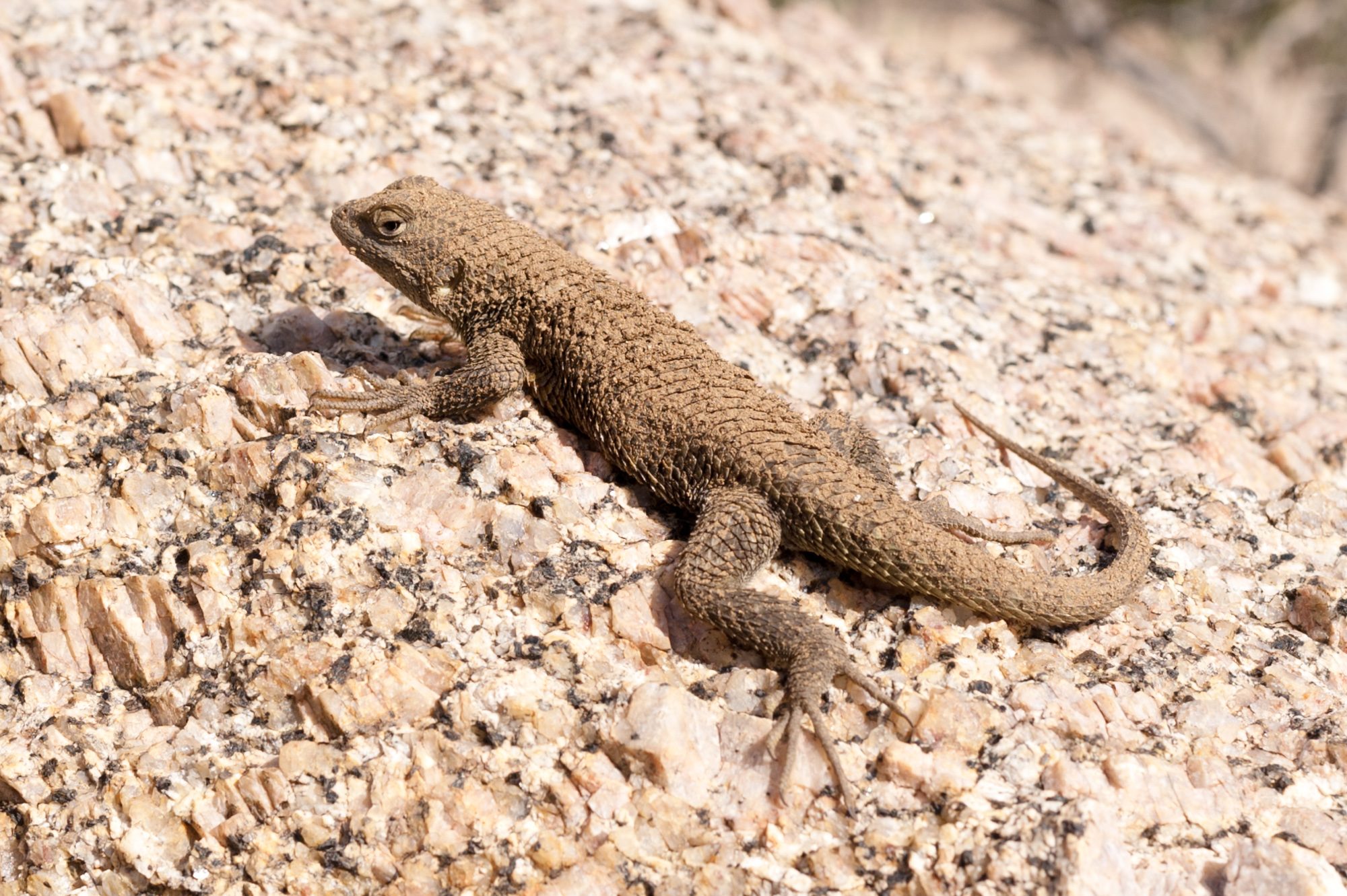 Lizard, Pinnacle Peak, Scottsdale