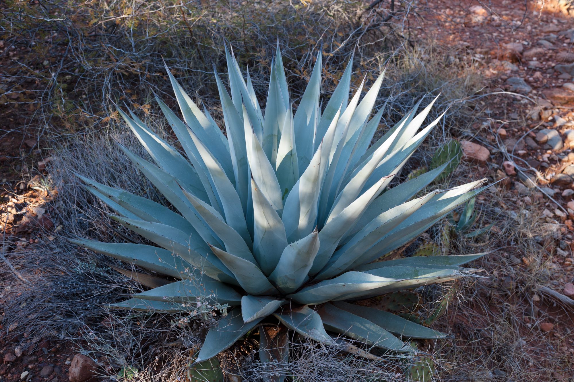 Agave, Munds Wagon Trail, Sedona