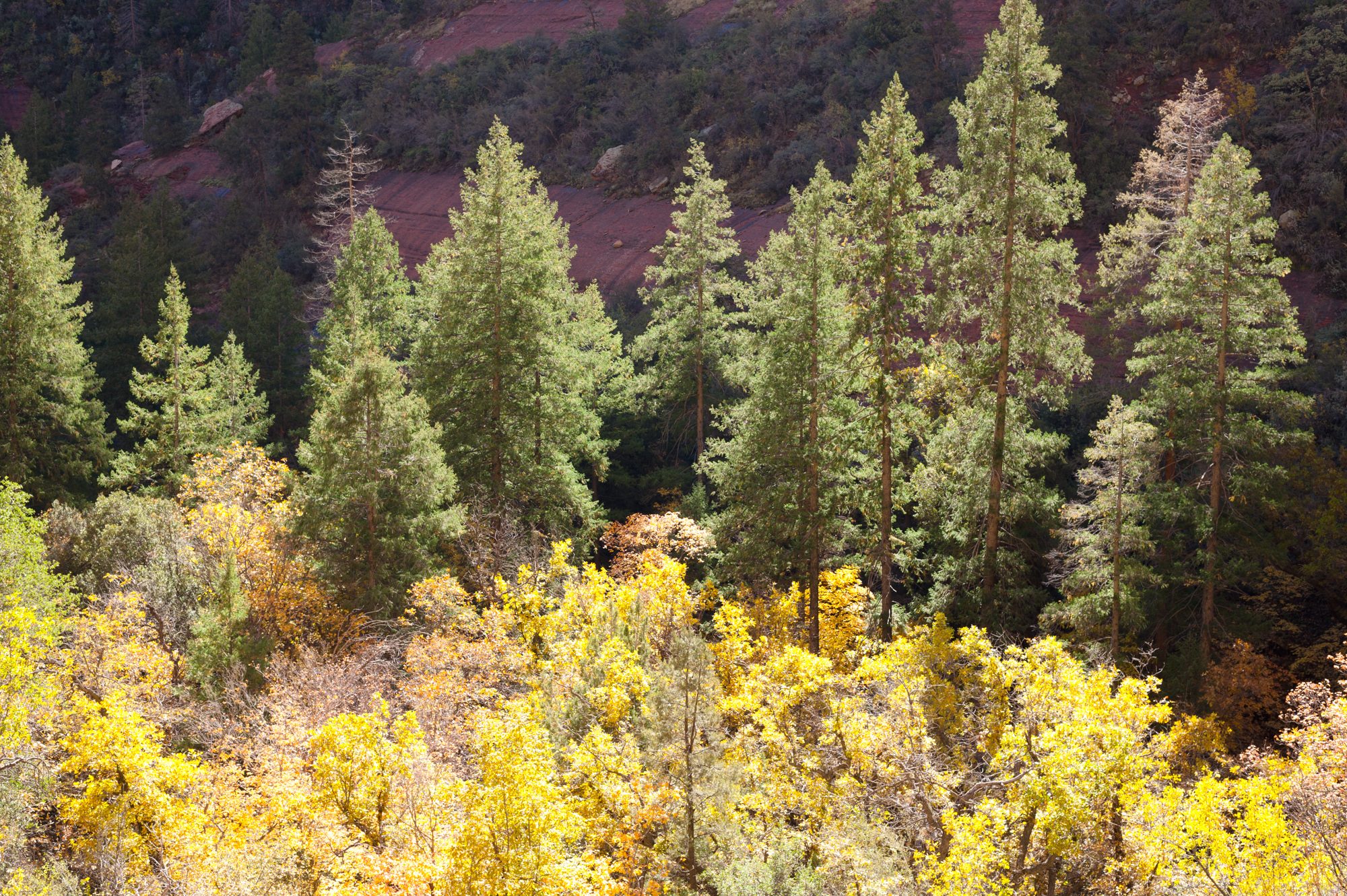 Boynton Canyon, Sedona