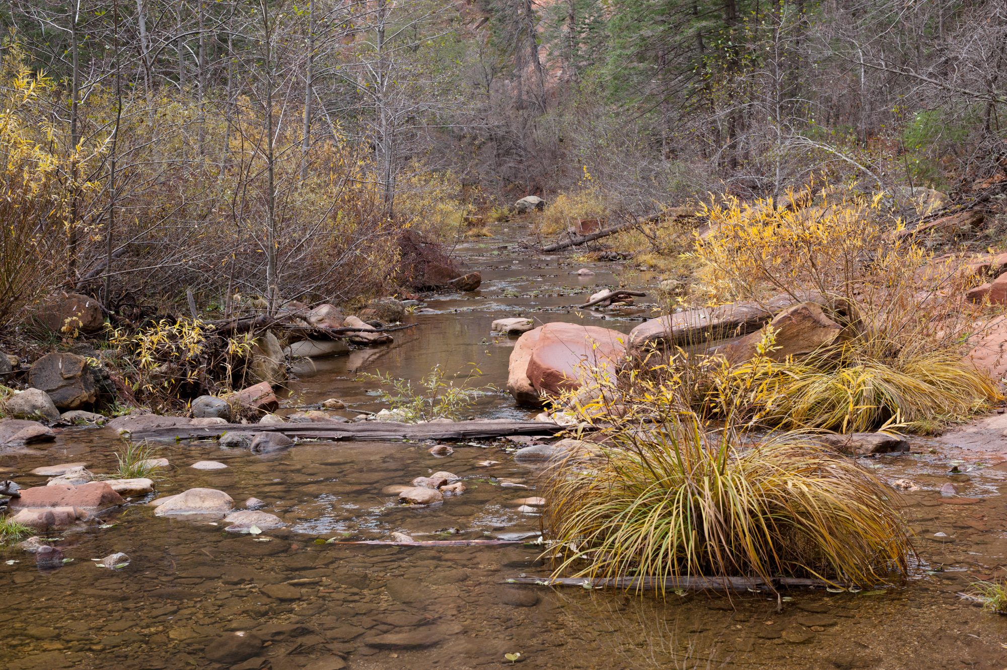 West Fork, Oak Creek Canyon