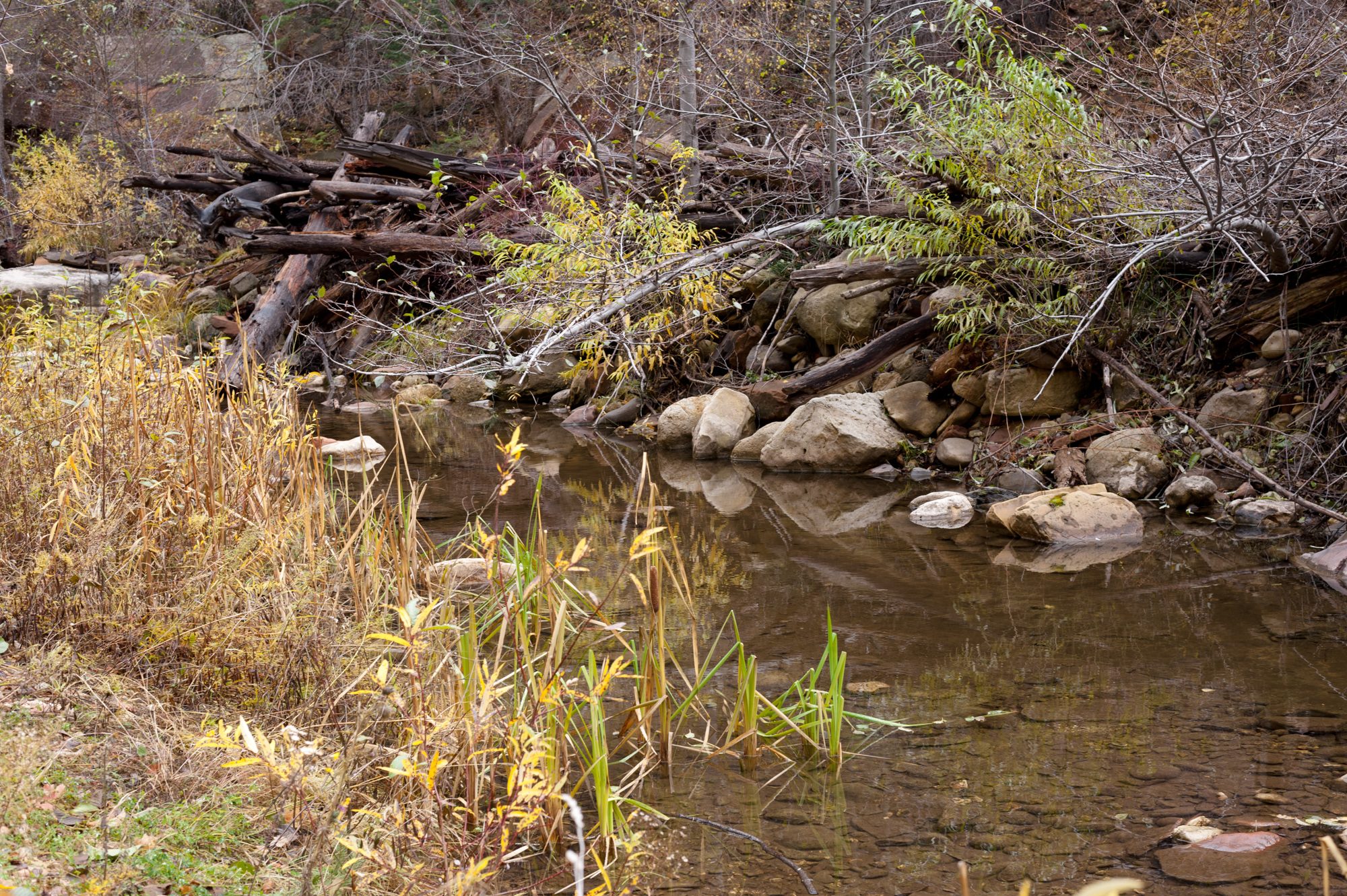 West Fork, Oak Creek Canyon