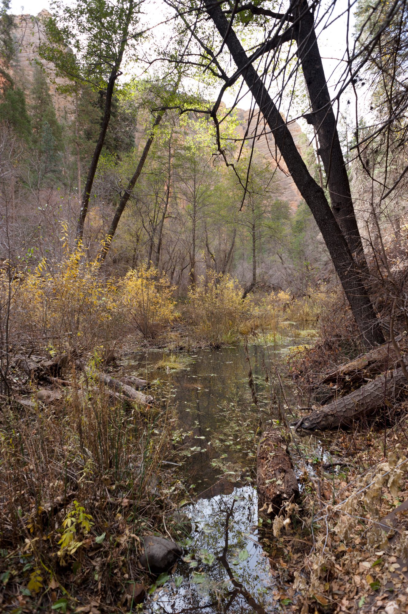 West Fork, Oak Creek Canyon