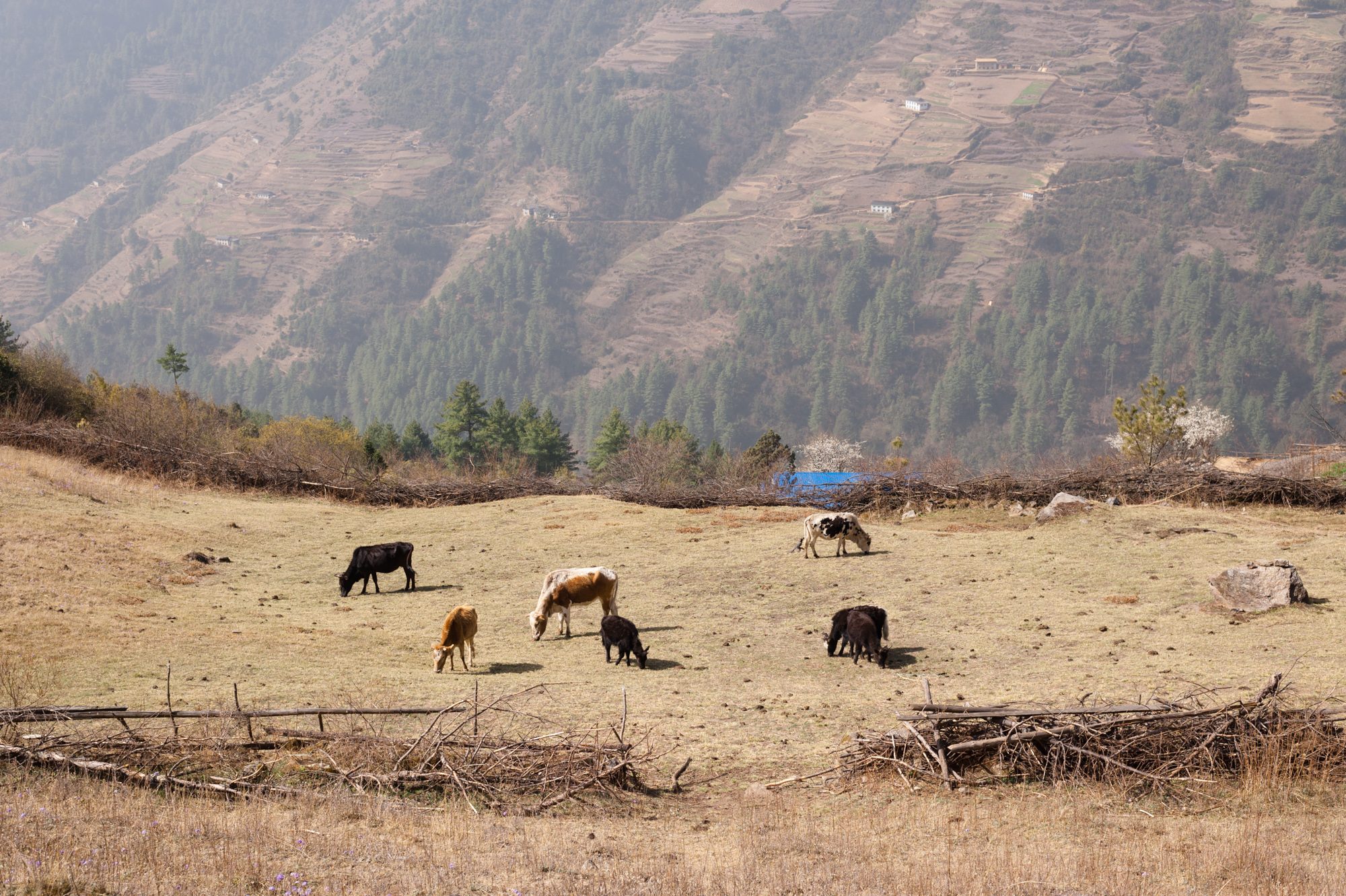 Cattle, above Junbesi