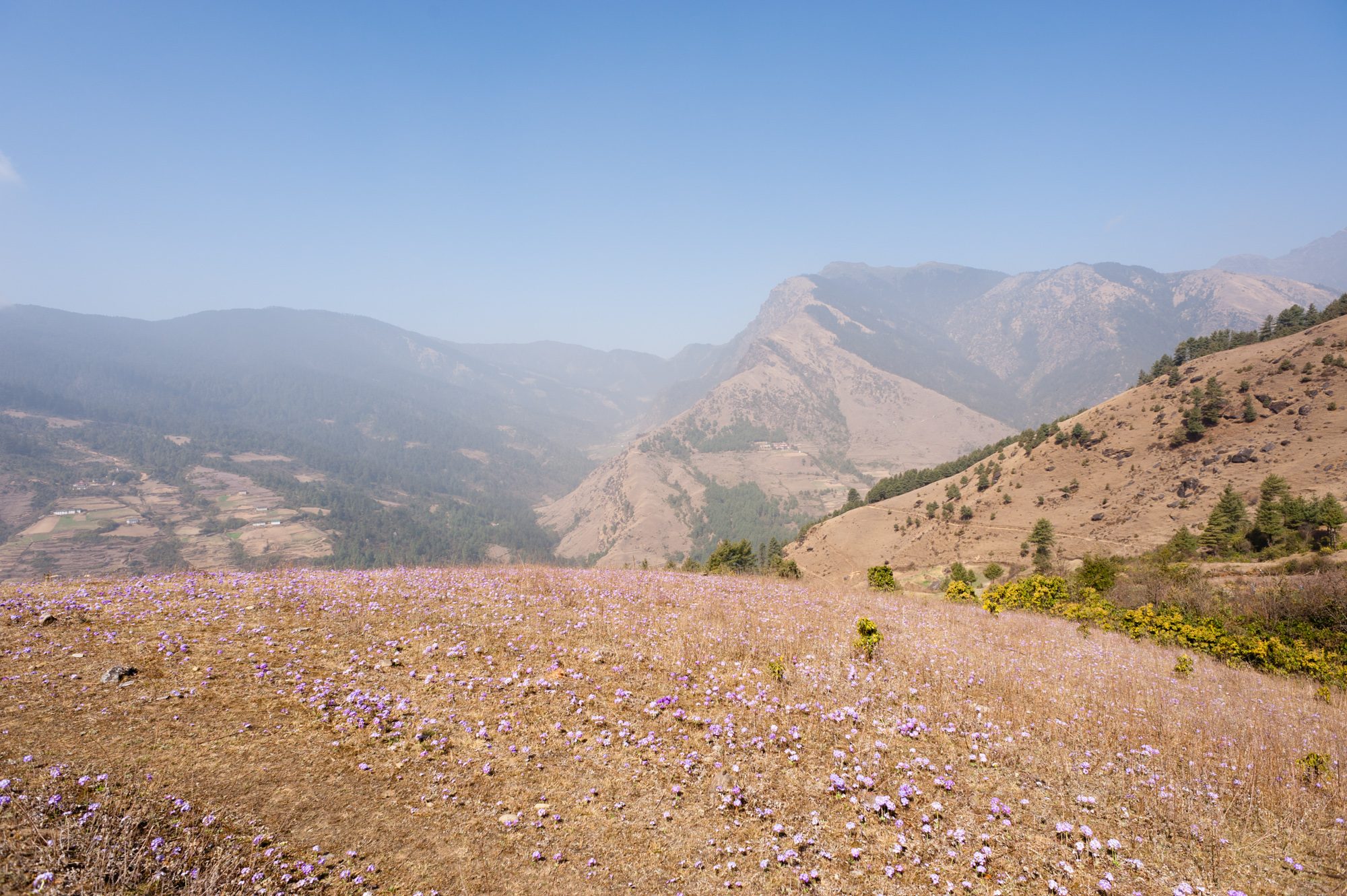 Meadow, above Junbesi