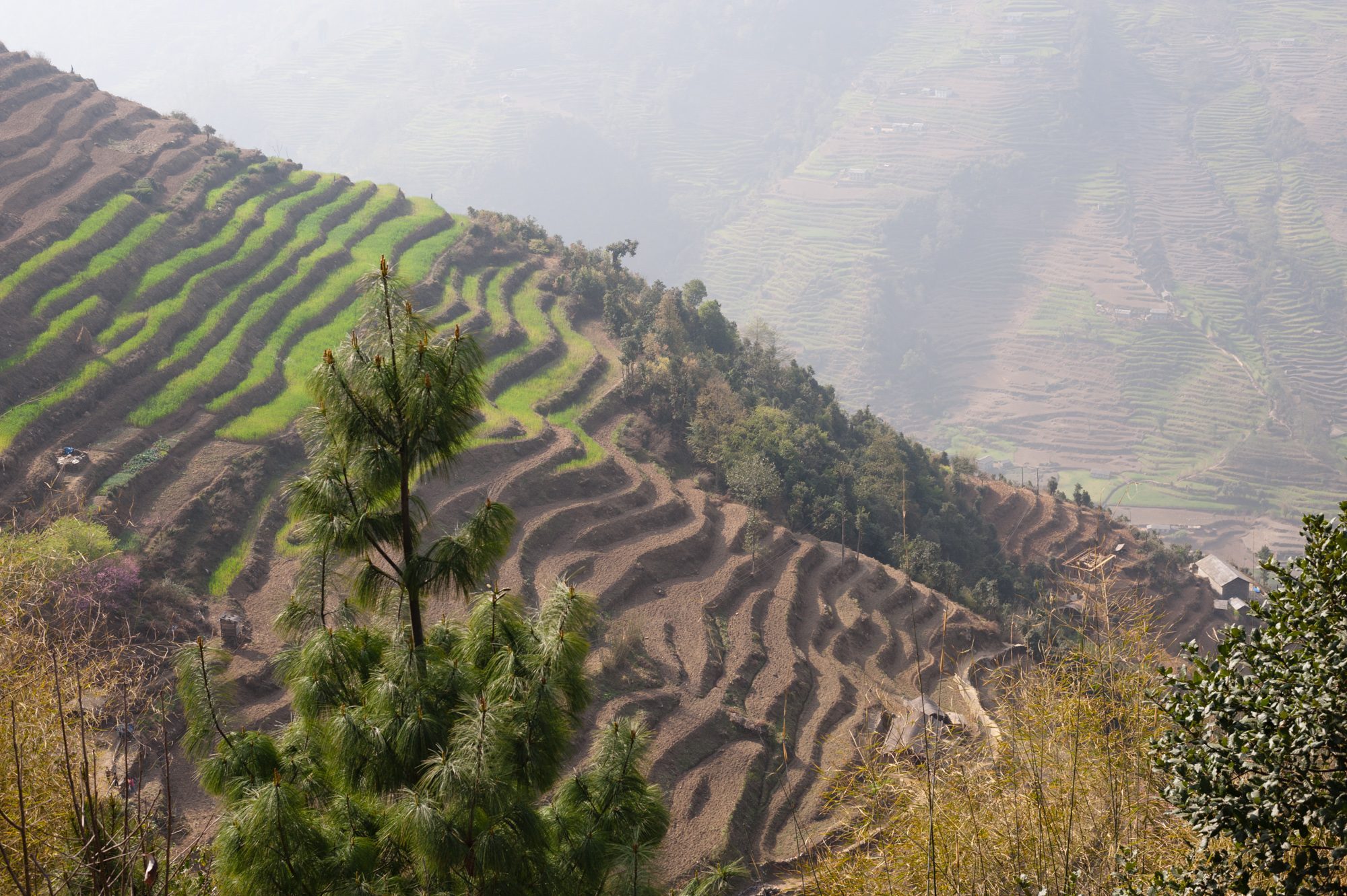 Terraces, below Bupsa