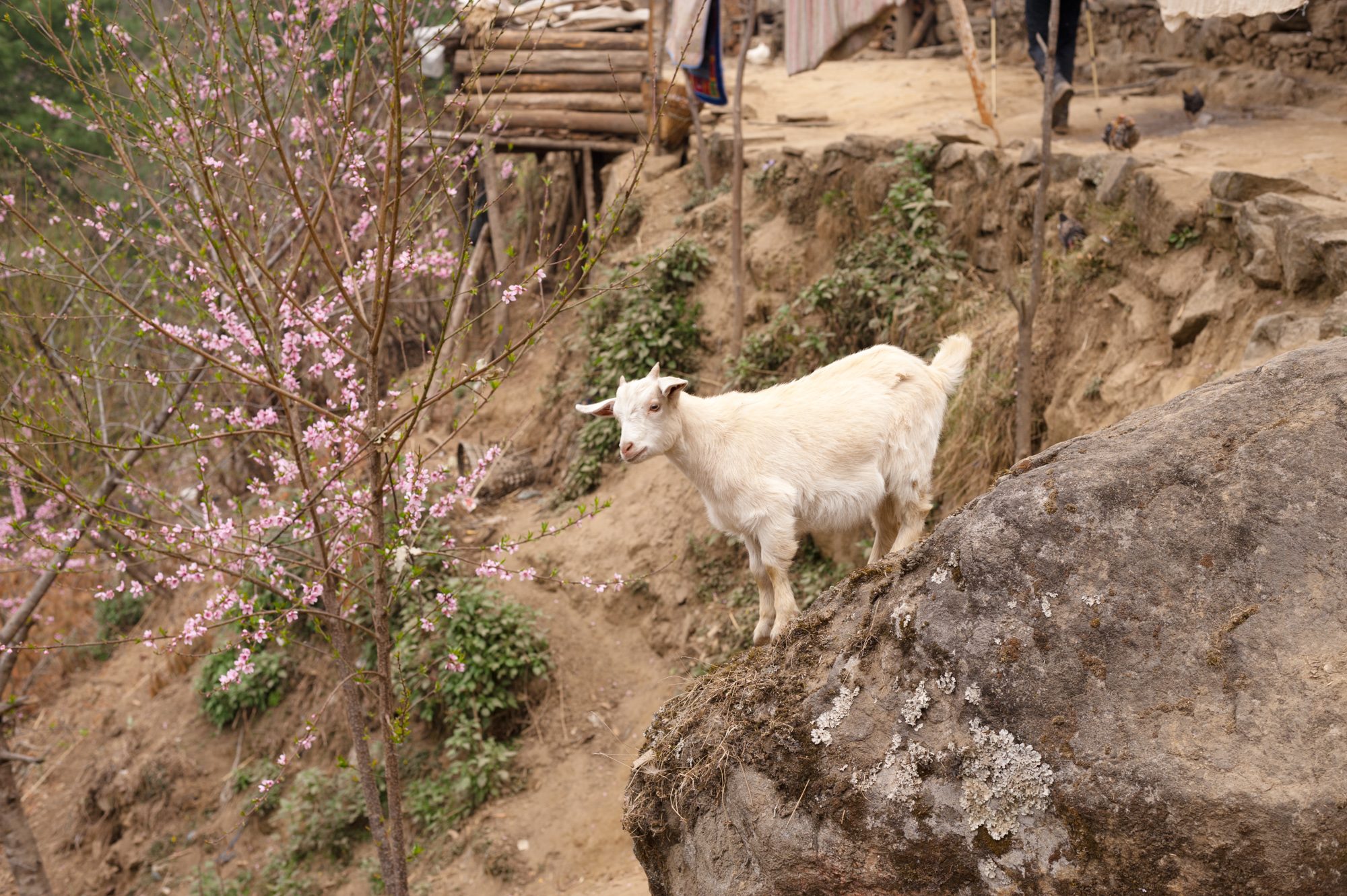 Goat, Surkhe