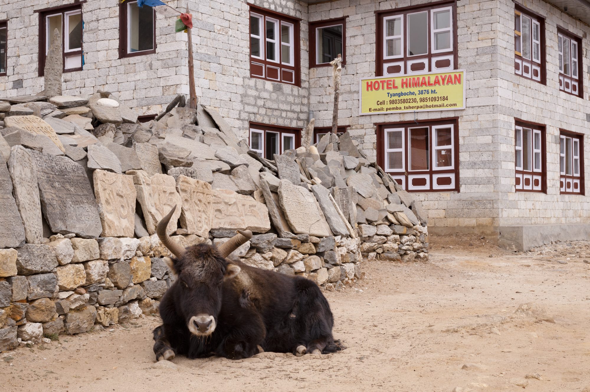 Yak, Tengboche