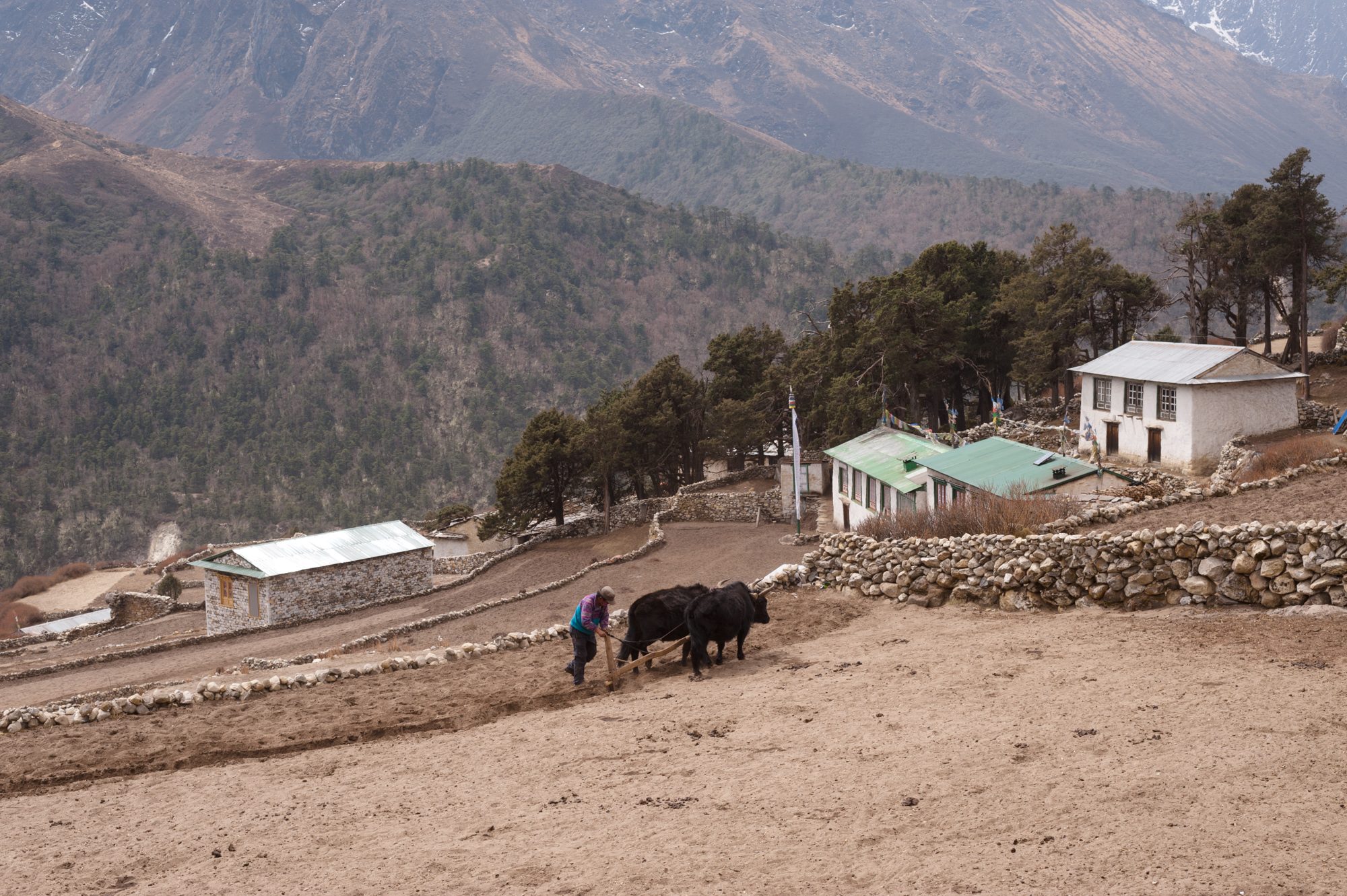 Ploughing with yaks, Pangboche