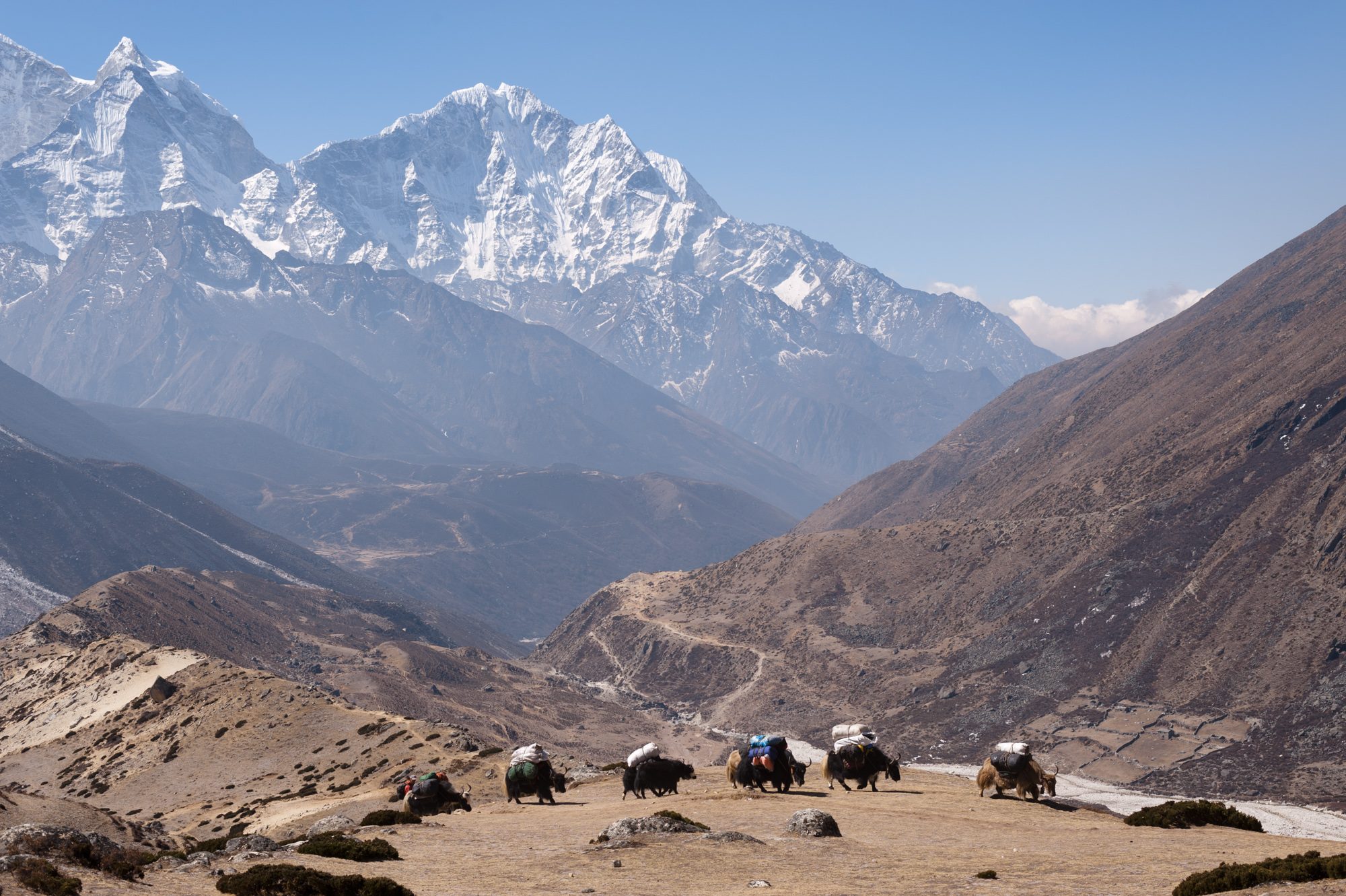 Yaks, above Dingboche