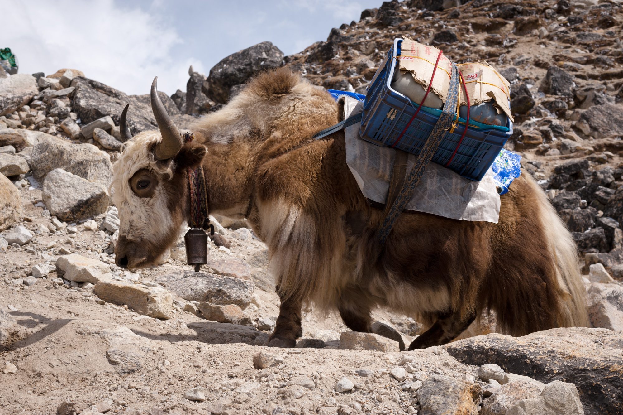 Yak, near Gorak Shep