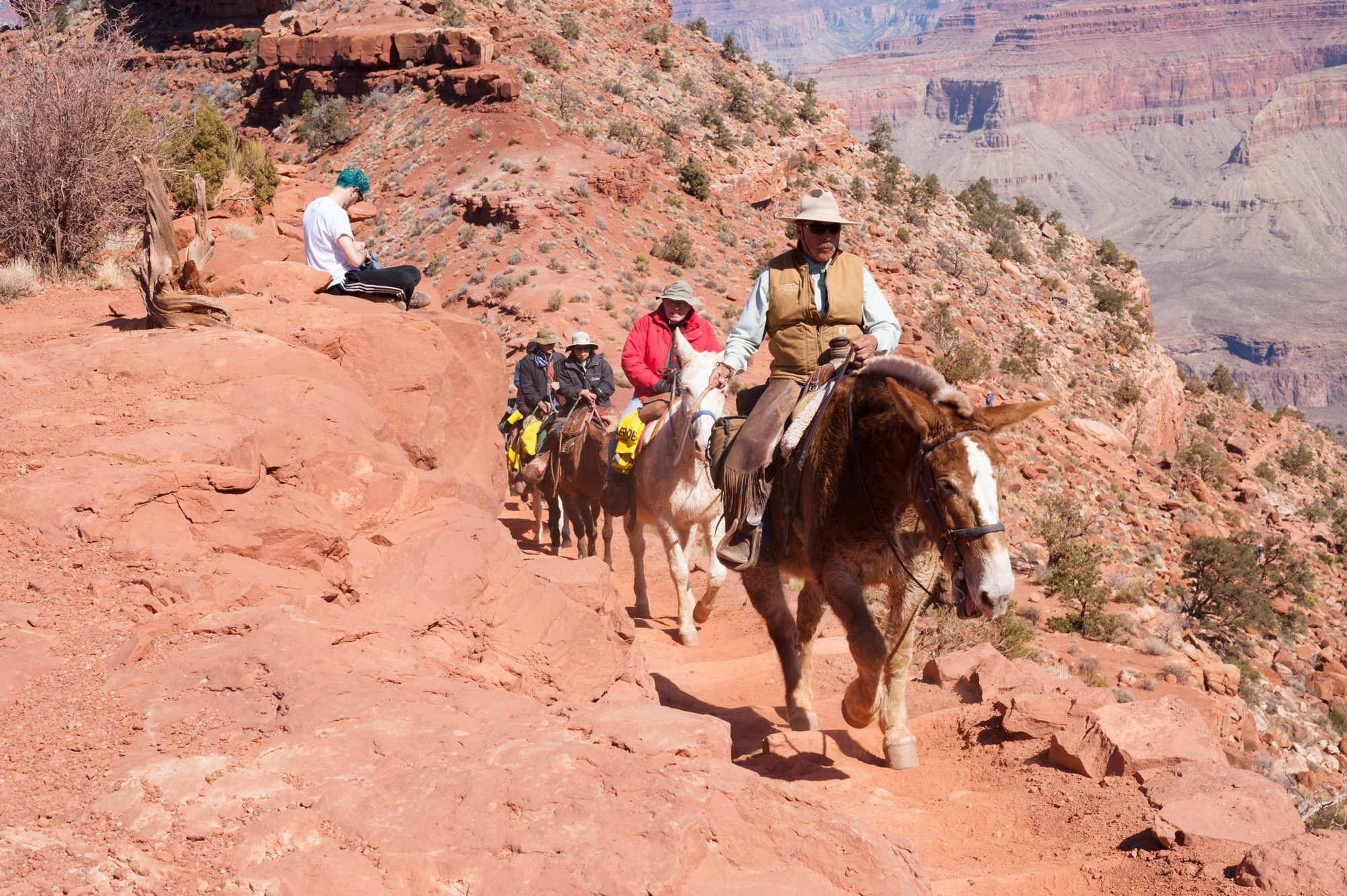 Mules, South Kaibab trail