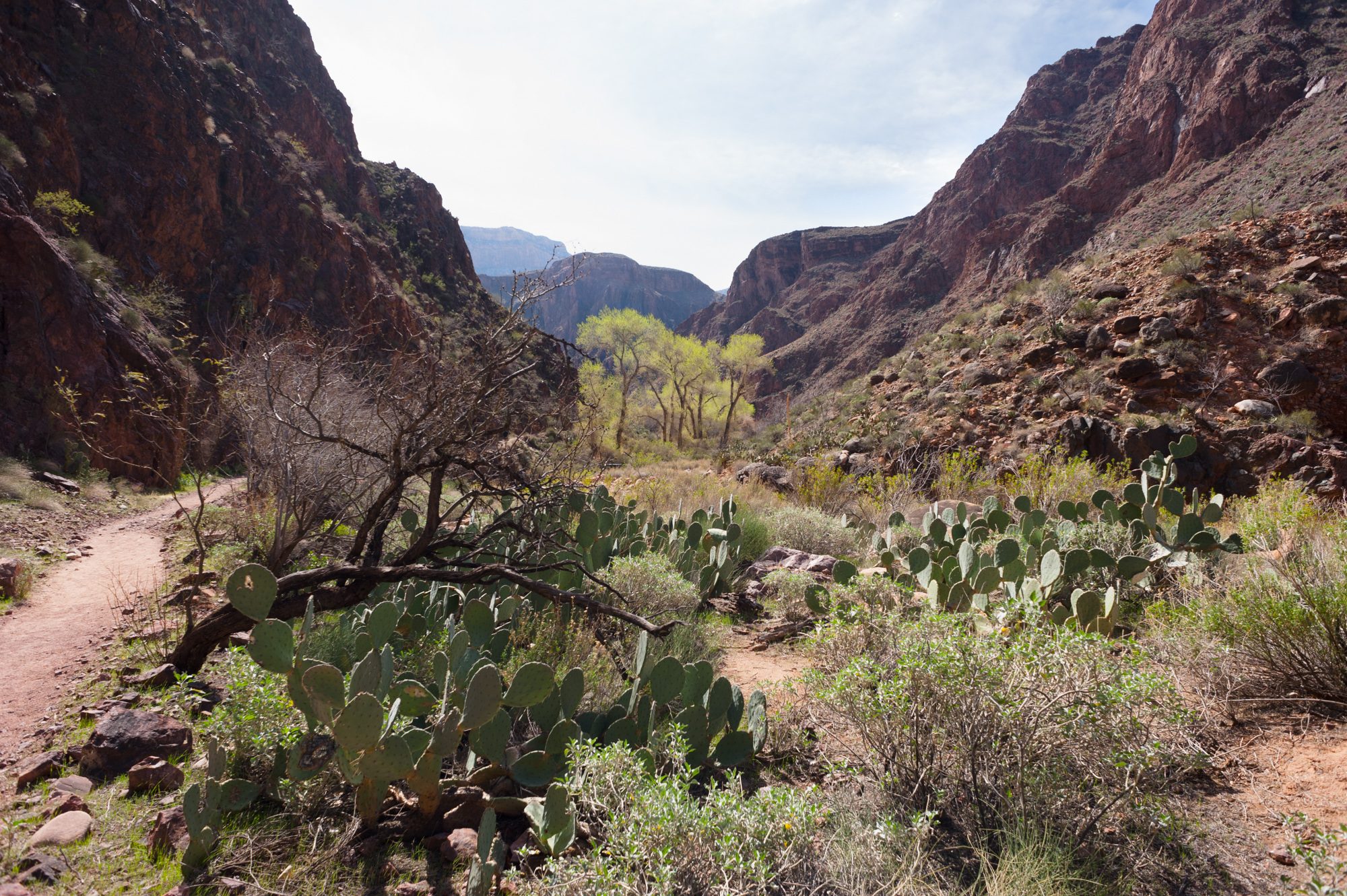 Bright Angel Canyon