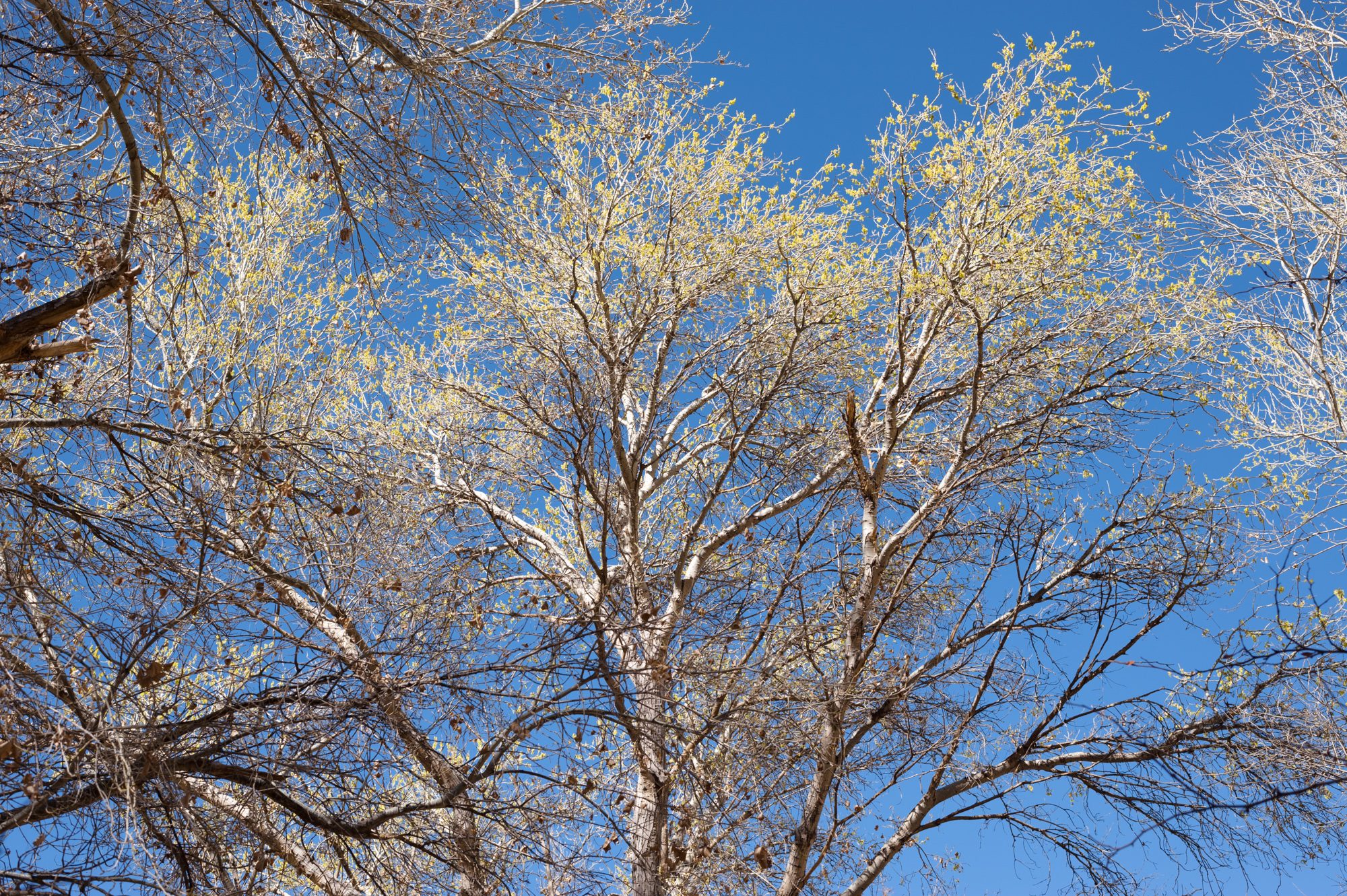 Trees, Indian Garden