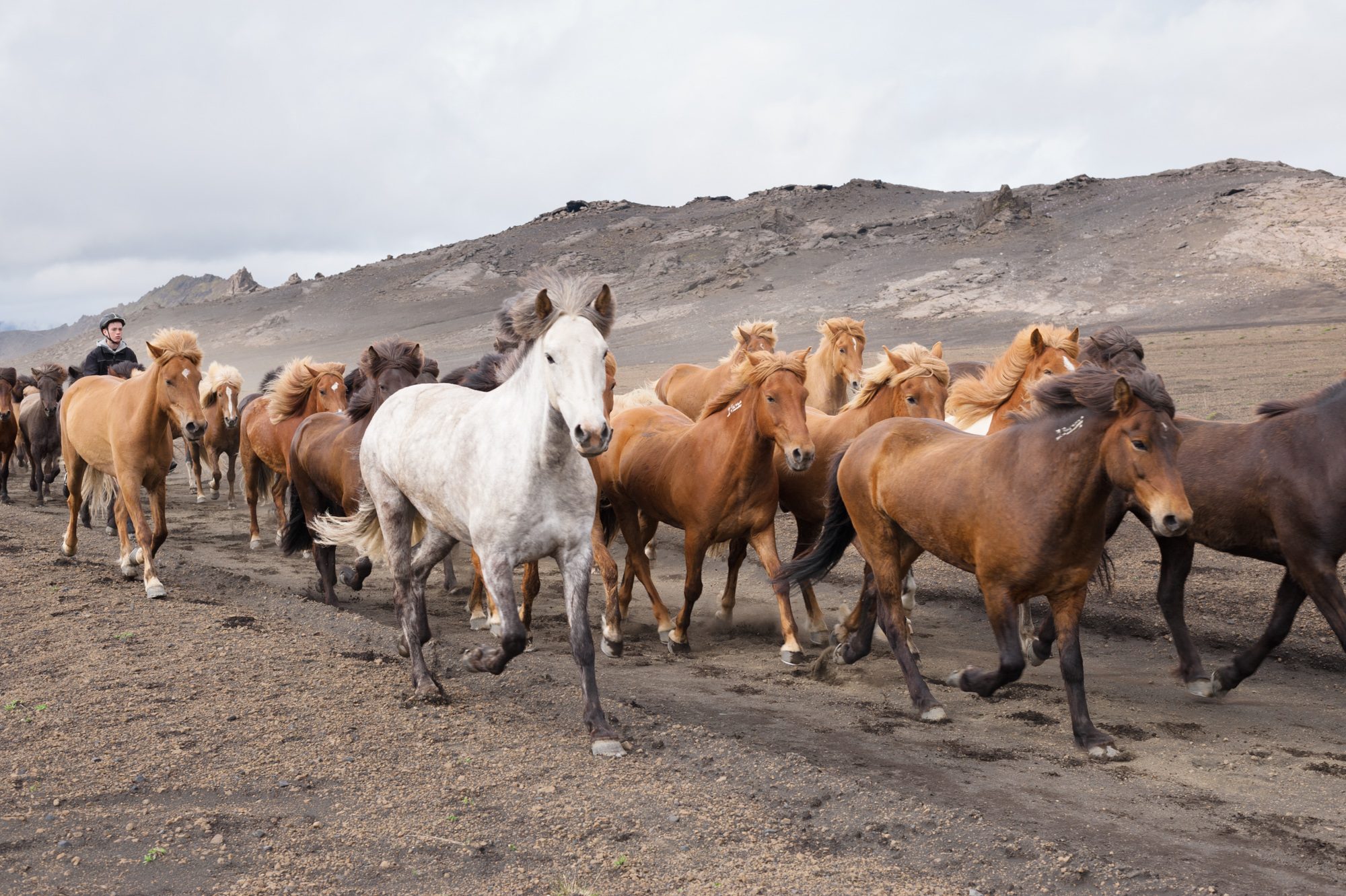 Horses, Emstrur