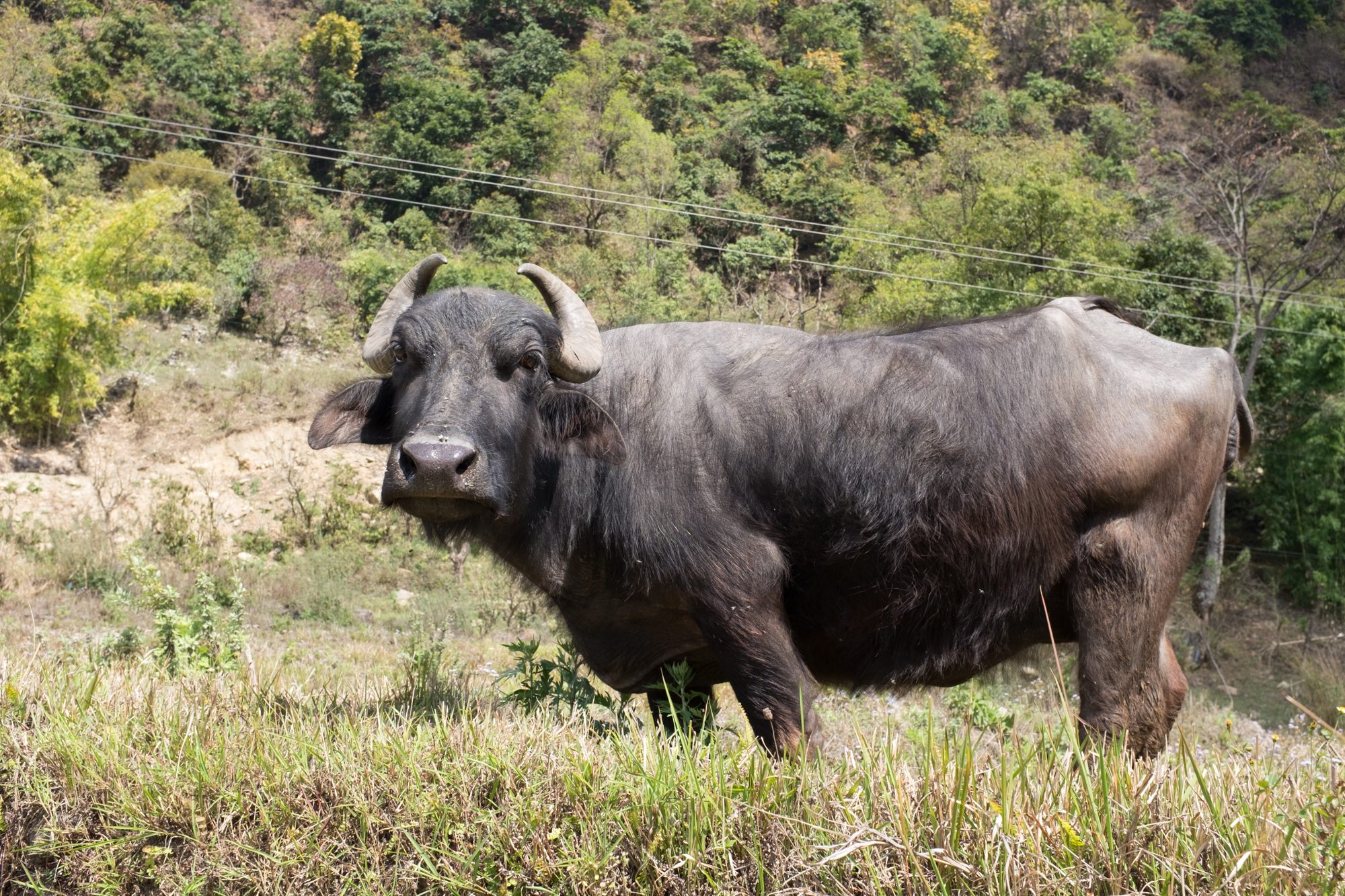 Water Buffalo