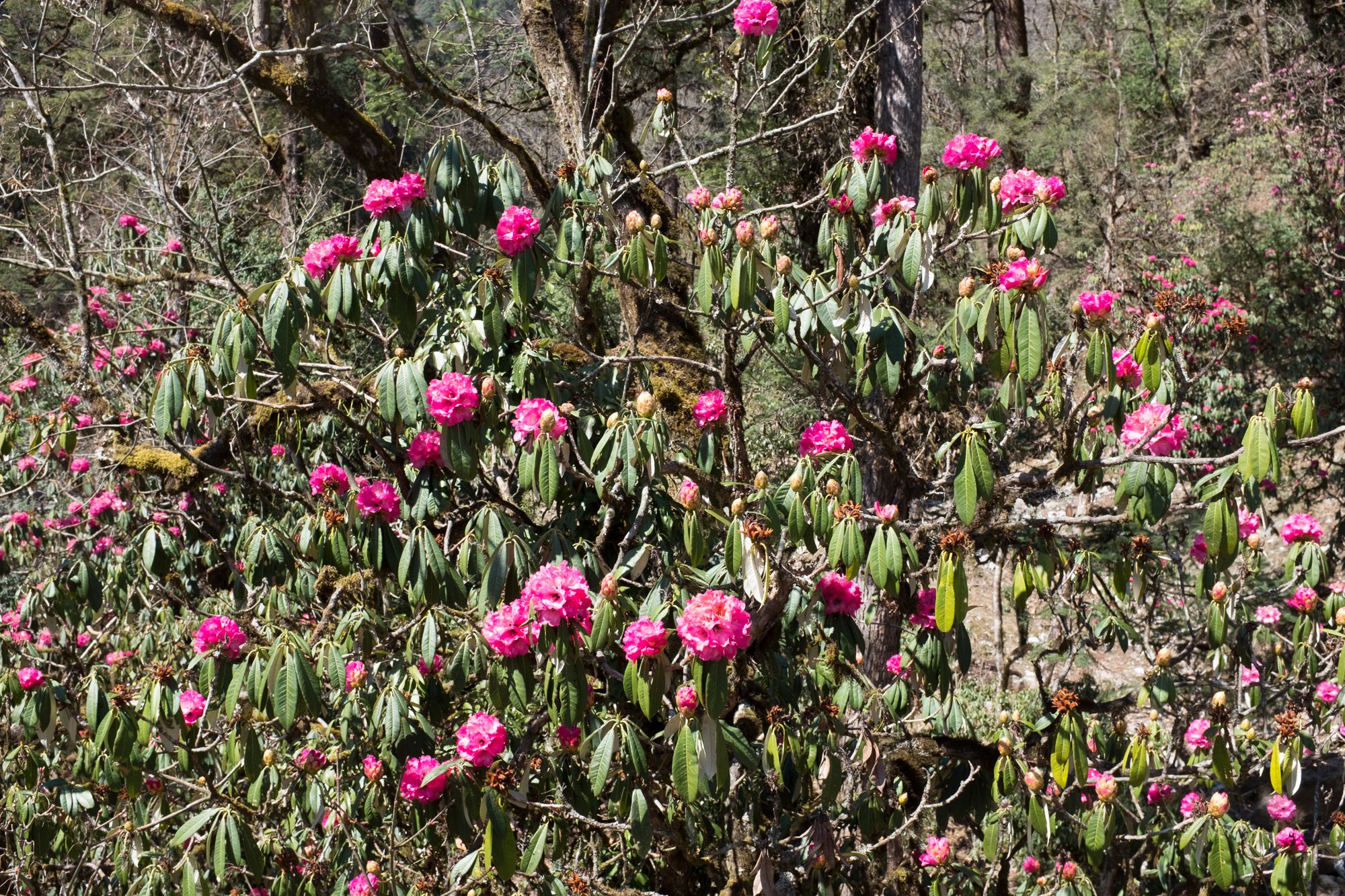 Rhododendrons