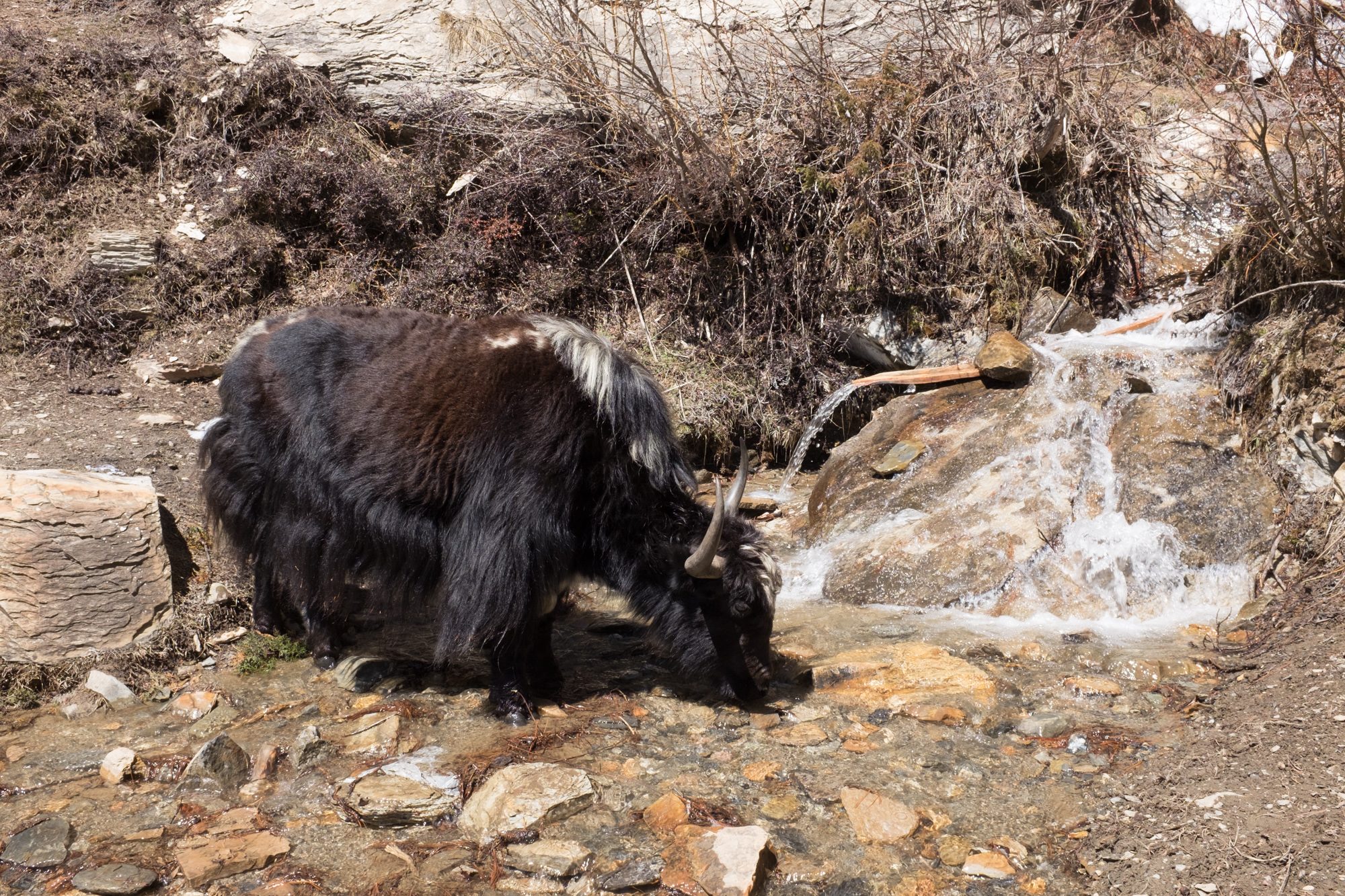 Yak