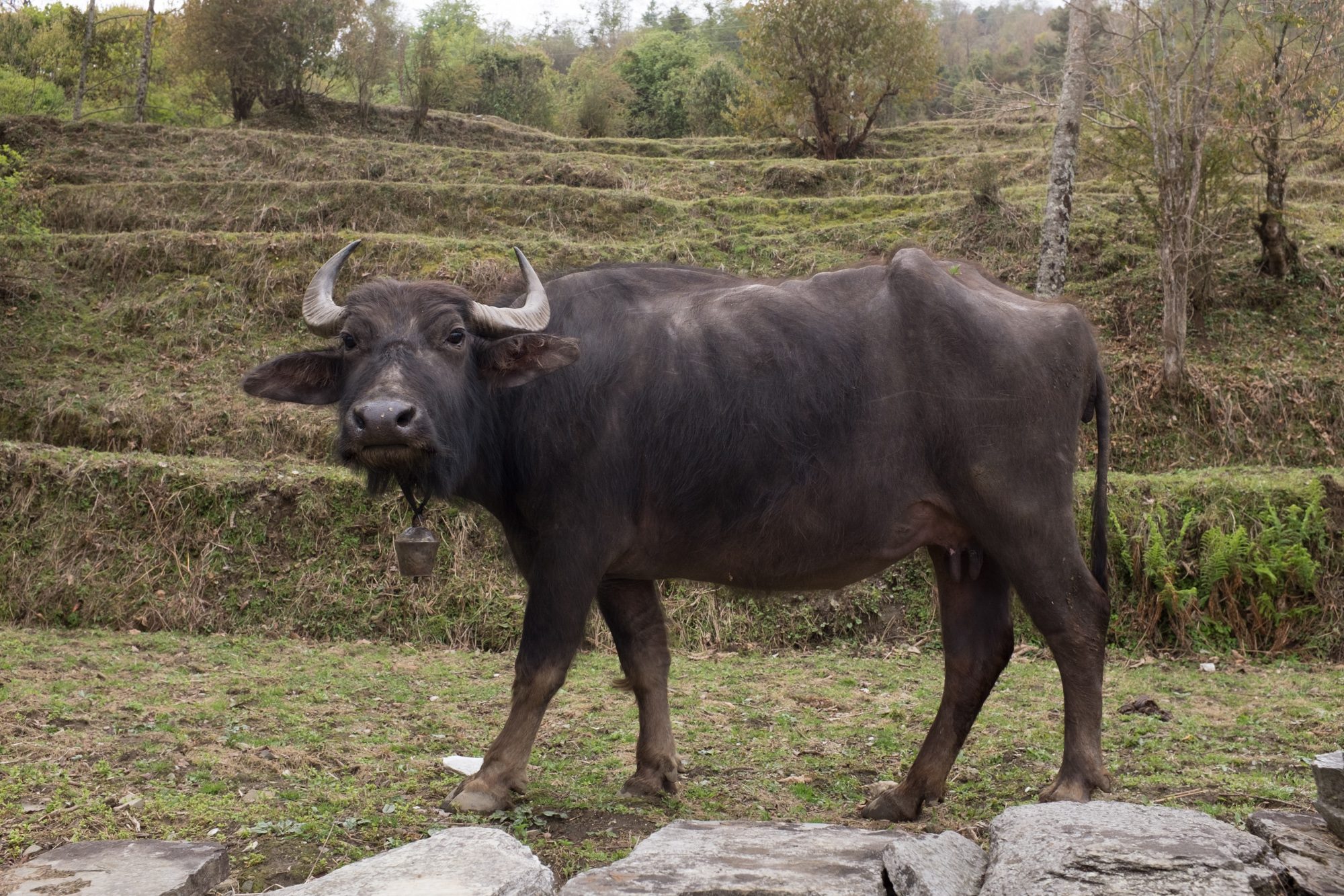 Water Buffalo