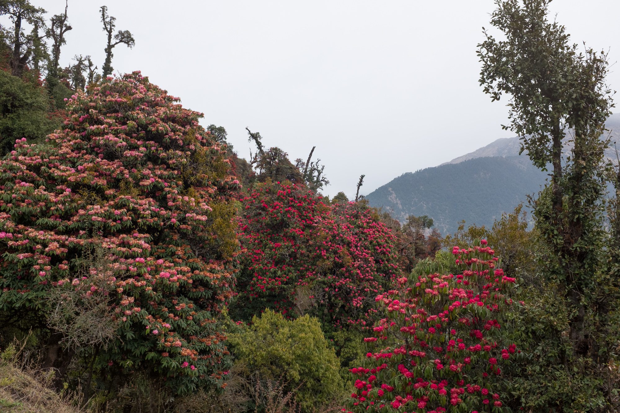 Rhododendrons below Ghorepani